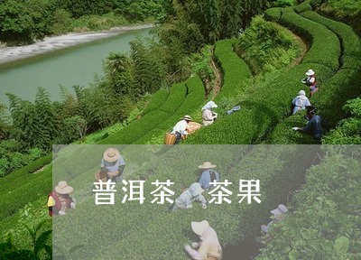 普洱茶 茶果/2023042893963